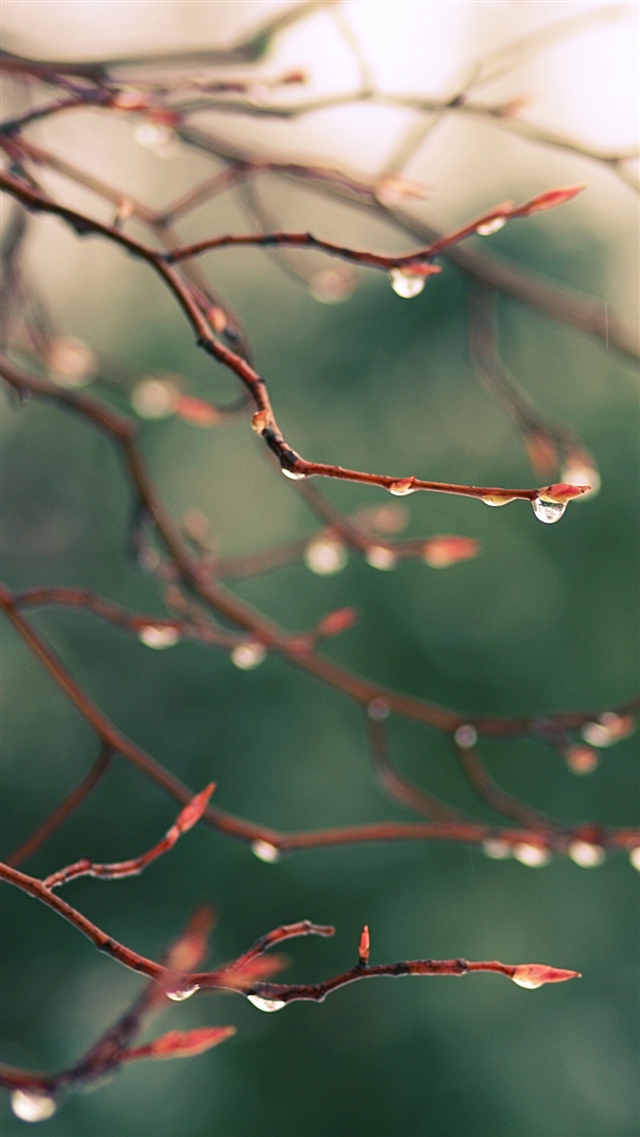 1080x1920 Rain dew bokeh - dew iPhone 8 Wallpaper