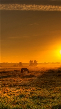 Horse evening sky trace glow wallpaper