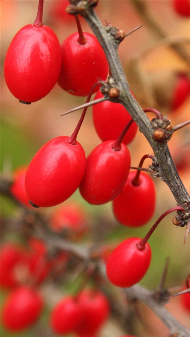 1080x1920 Berries branch tree - berries iPhone 8 Wallpaper