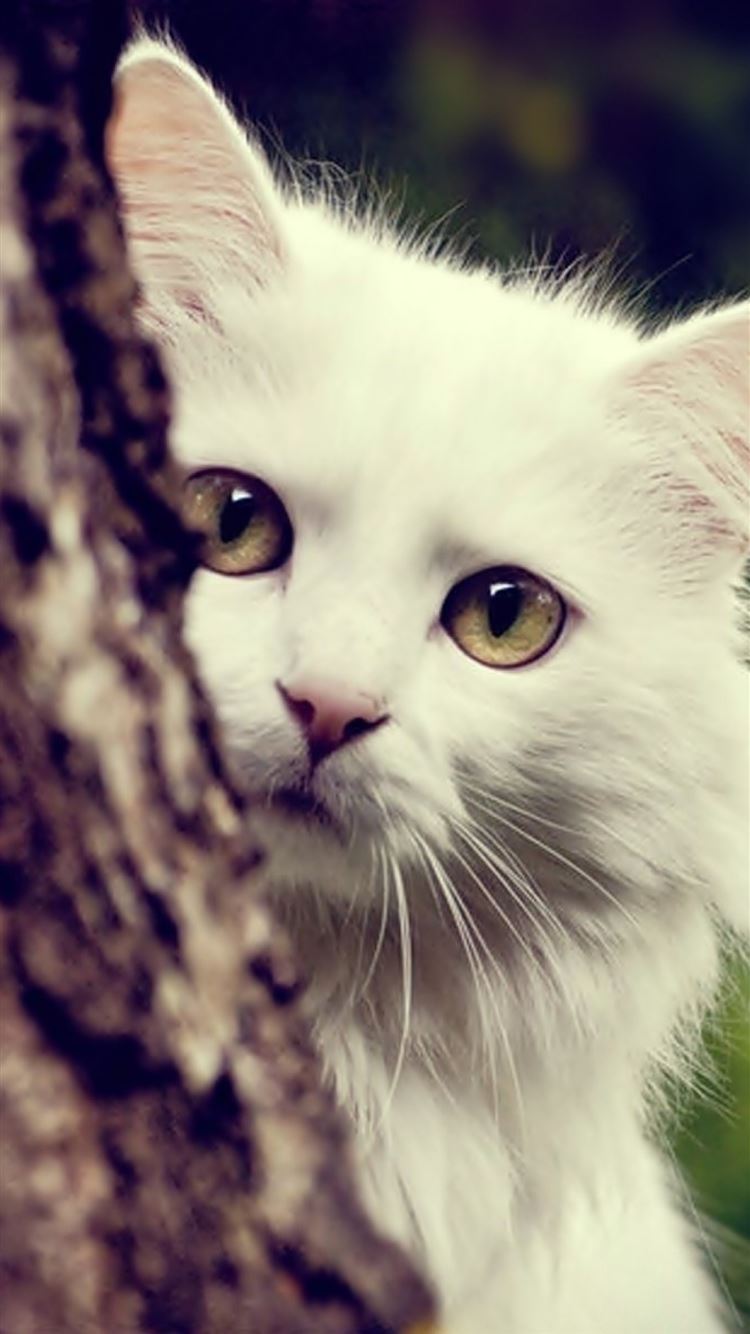 White Cat Wallpaper 73 pictures