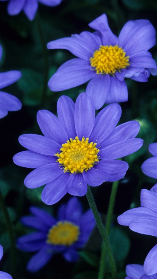 1080x1920 Flowers blue petals pollen close up - petals iPhone 8 Wallpaper