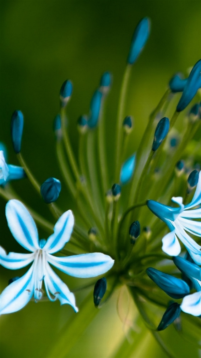 1080x1920 Flowers blue green macro petals - macro iPhone 8 Wallpaper