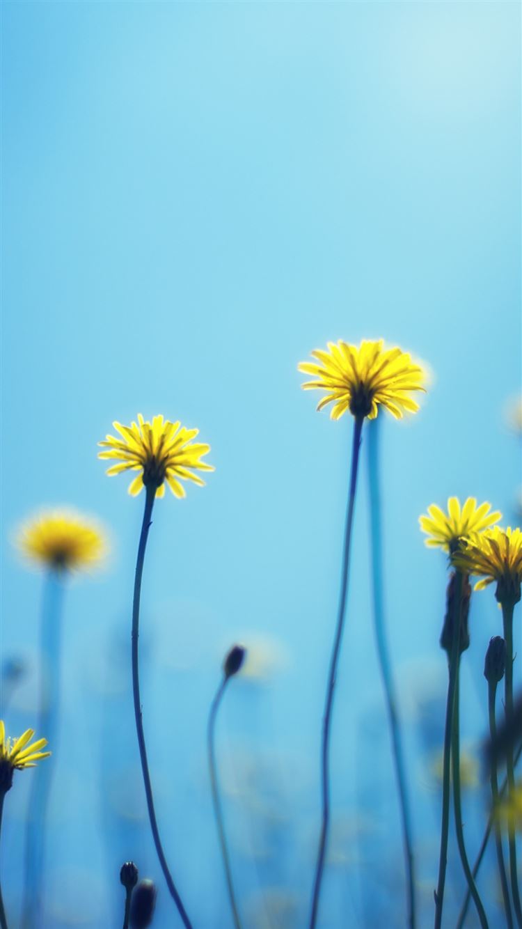 Dandelions flowers blur background iPhone 8 Wallpapers Free Download
