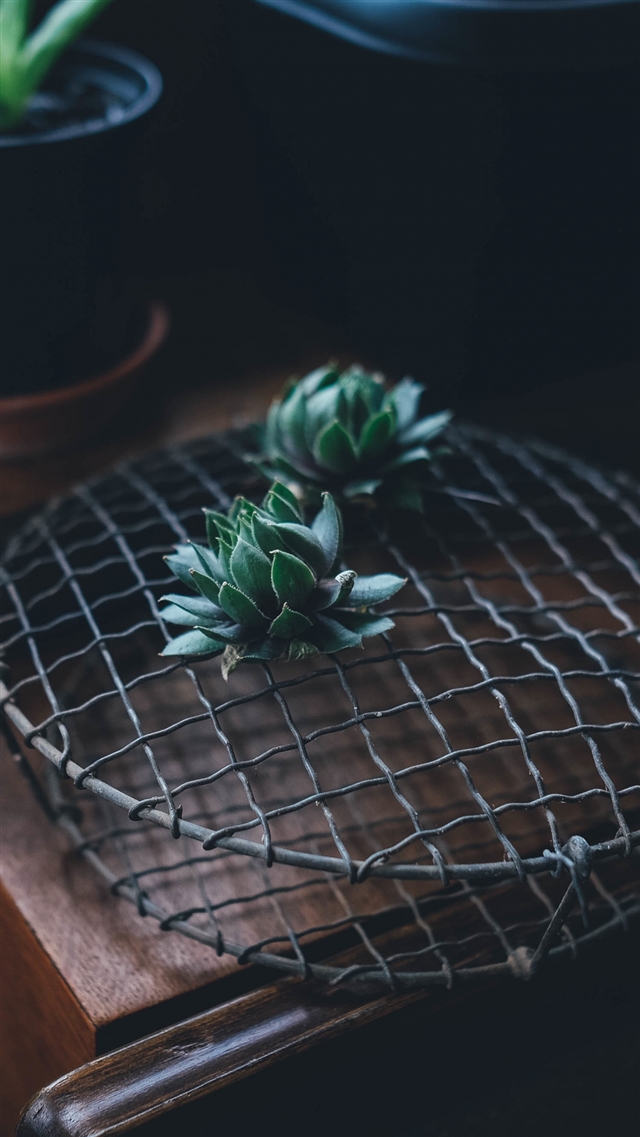 1080x1920 Cactus houseplant table - gray iPhone 8 Wallpaper