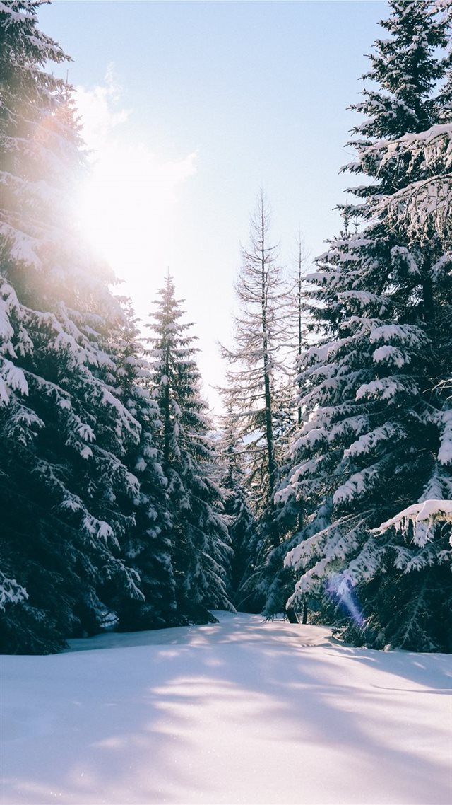 1080x1920 See the beauty around you - tree iPhone 8 Wallpaper