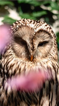 Ural Owl wallpaper