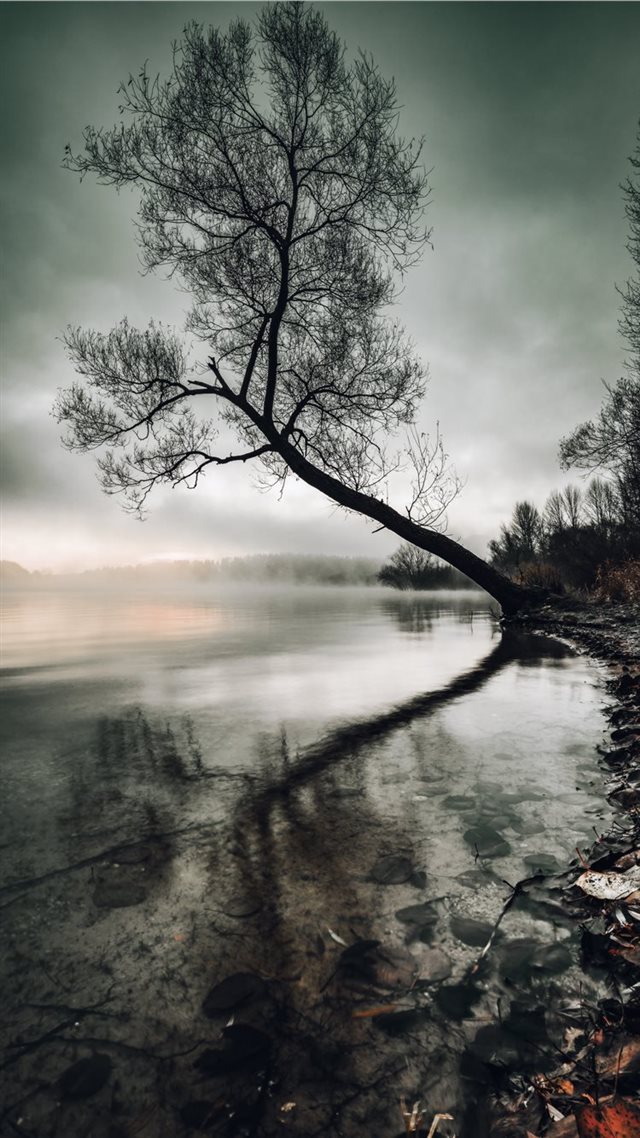 1080x1920 Mysterious sunrise - tree iPhone 8 Wallpaper