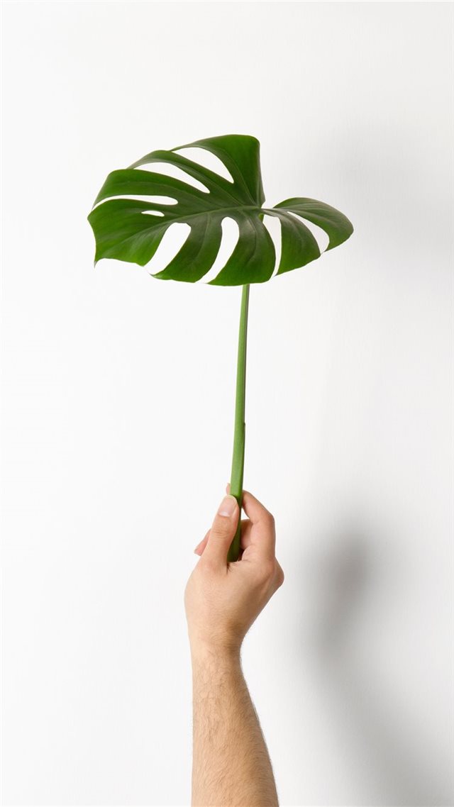 1080x1920 Monstera Leaf - plant iPhone 8 Wallpaper