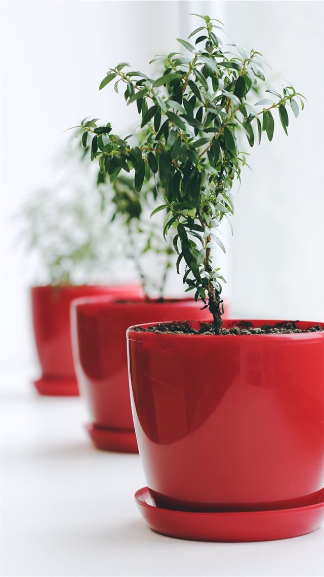 1080x1920 plant - plant iPhone 8 Wallpaper