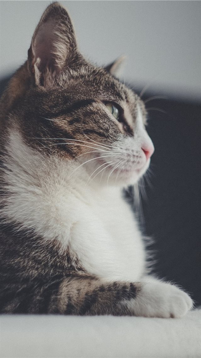 1080x1920 cat - animal iPhone 8 Wallpaper