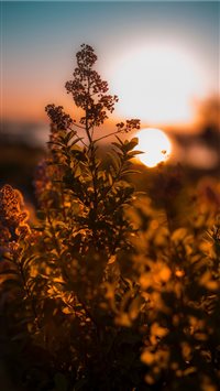 Sunrise at Acadia National Park wallpaper