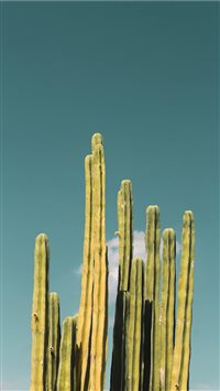 cactus wallpaper