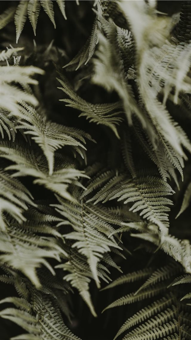 1080x1920 Green ferns - greenery iPhone 8 Wallpaper