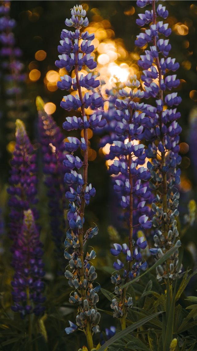 1080x1920 lupine at the sunset bokeh summer - color iPhone 8 Wallpaper