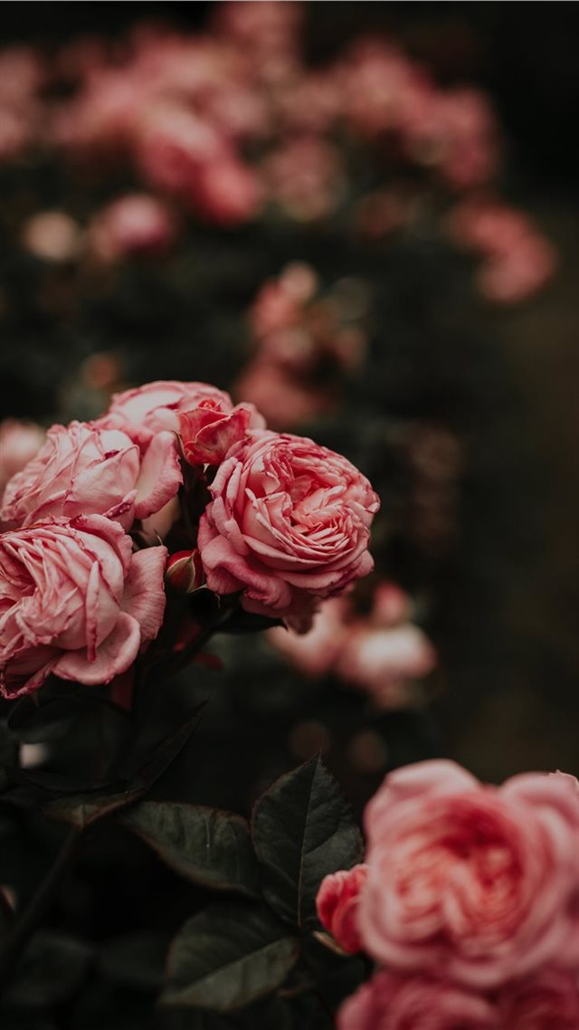 1080x1920 Worlds Best Rose - international rose test garden iPhone 8 Wallpaper