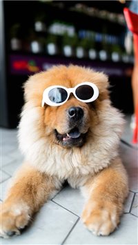 Clout Doggo iPhone 6(s)~8(s) wallpaper