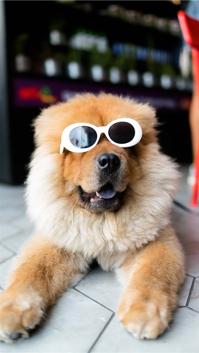 1080x1920 Clout Doggo - dog iPhone 8 Wallpaper