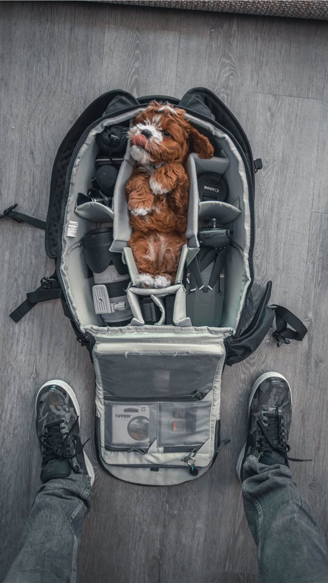 1080x1920 dog - sneakers iPhone 8 Wallpaper