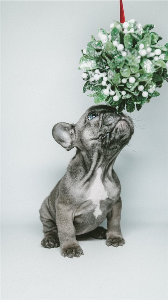 1080x1920 Mistle Pup - decoration iPhone 8 Wallpaper