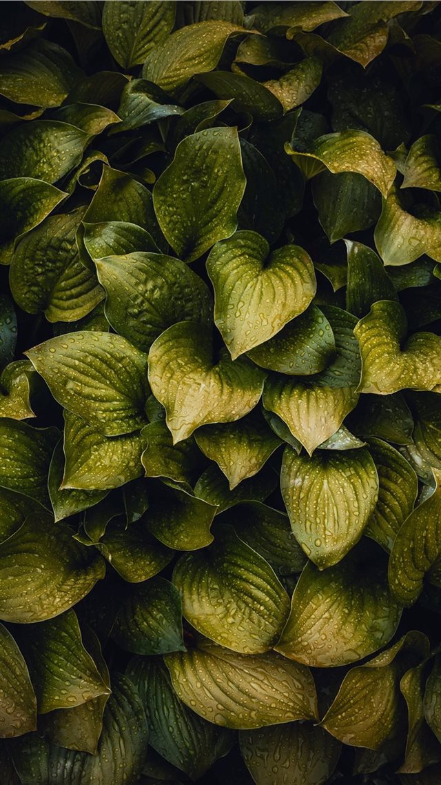1080x1920 droplet - wallpaper iPhone 8 Wallpaper
