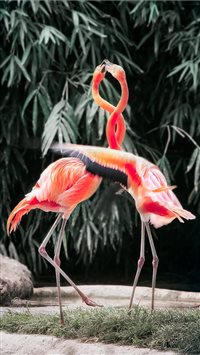 Best Flamingo Iphone 8 Hd Wallpapers Ilikewallpaper