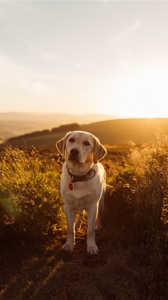 1080x1920 Labrador Sunset - puppy iPhone 8 Wallpaper