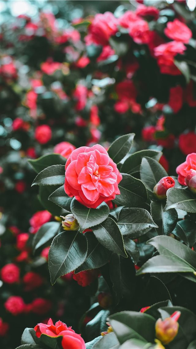 1080x1920 First signs of spring - flower iPhone 8 Wallpaper