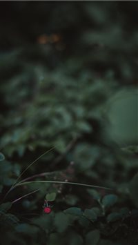 Strawberry wallpaper