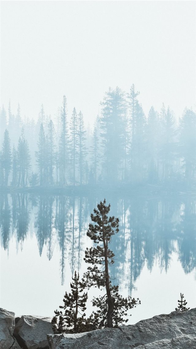 1080x1920 Lady Lake - tree iPhone 8 Wallpaper