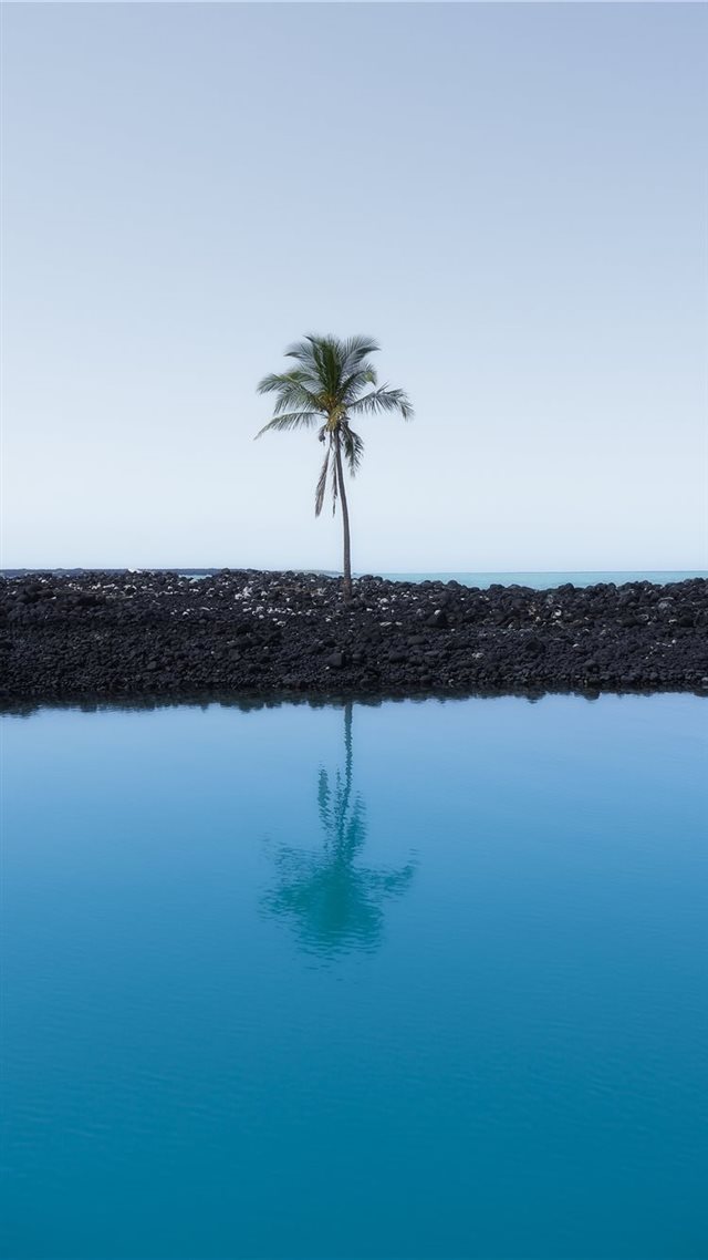 1080x1920 Lone Palm - peaceful iPhone 8 Wallpaper