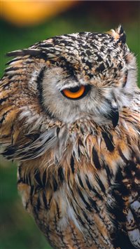 Owl wallpaper