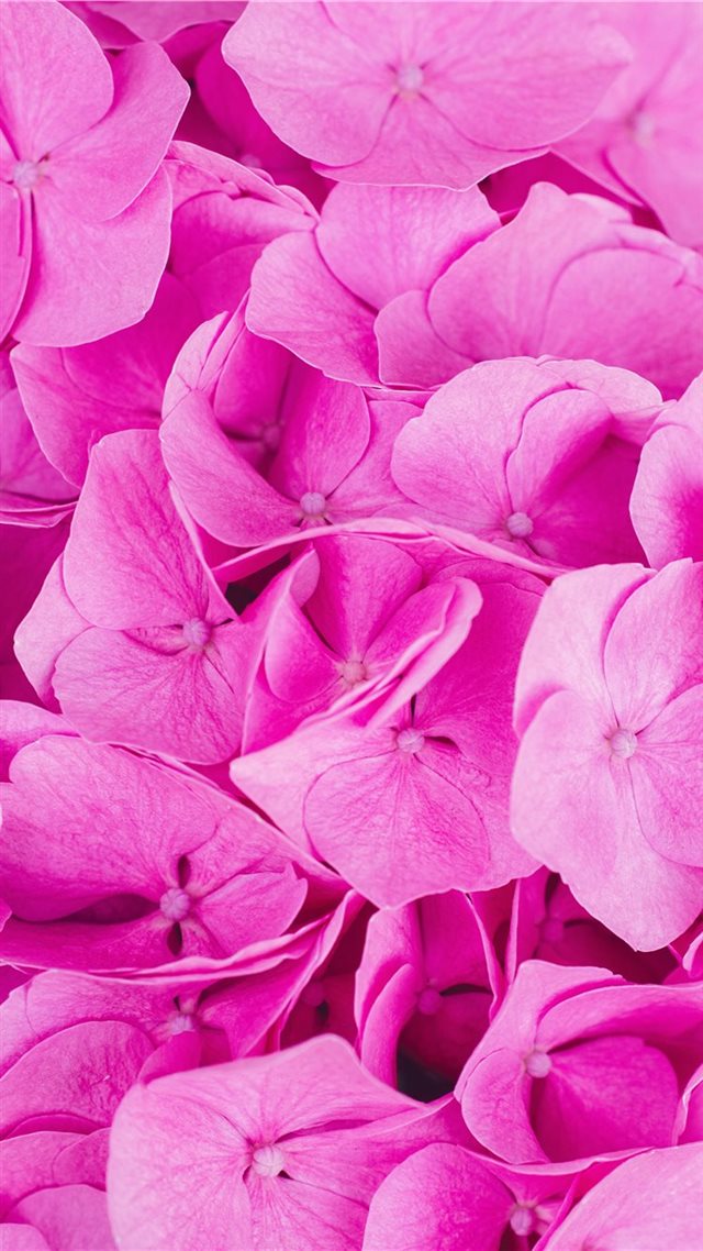 1080x1920 Pink Power - color iPhone 8 Wallpaper