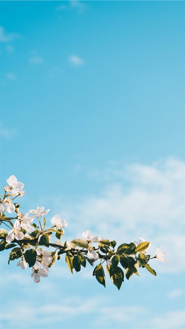 1080x1920 apple - nikon iPhone 8 Wallpaper