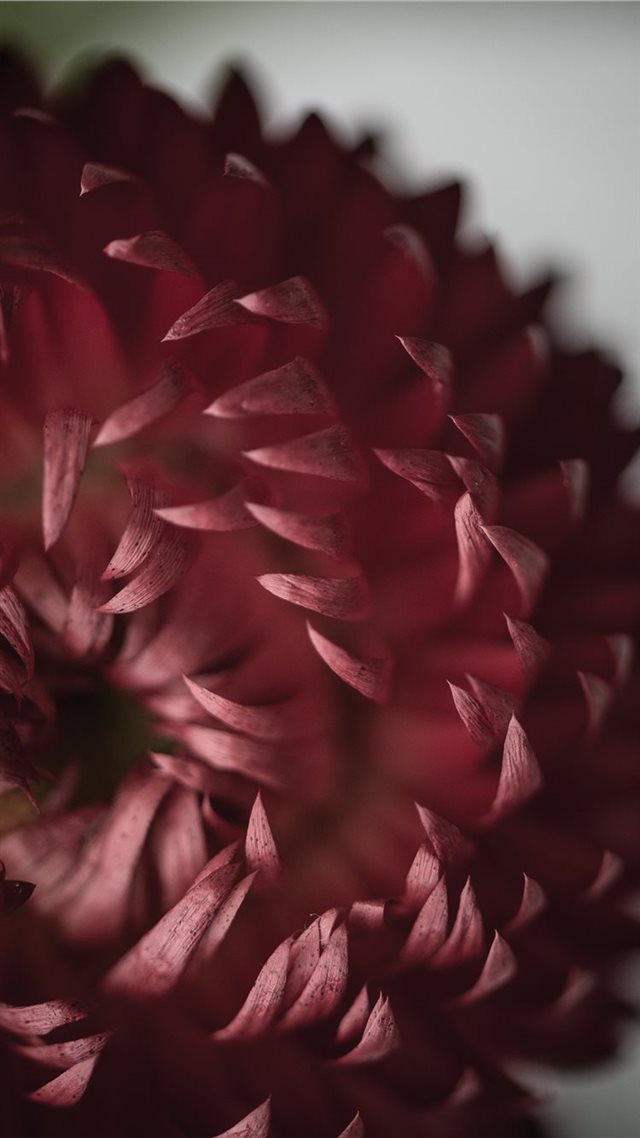 1080x1920 Flower detail - macro iPhone 8 Wallpaper