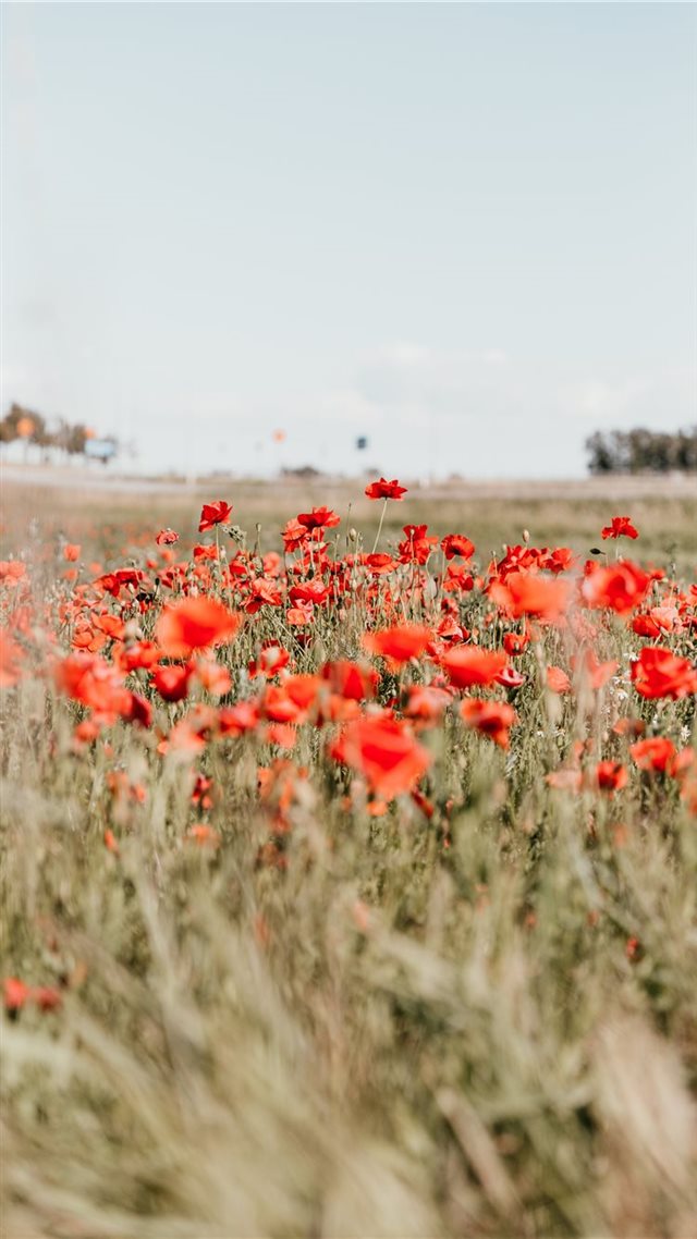 1080x1920 Through The Poppy Field - field iPhone 8 Wallpaper