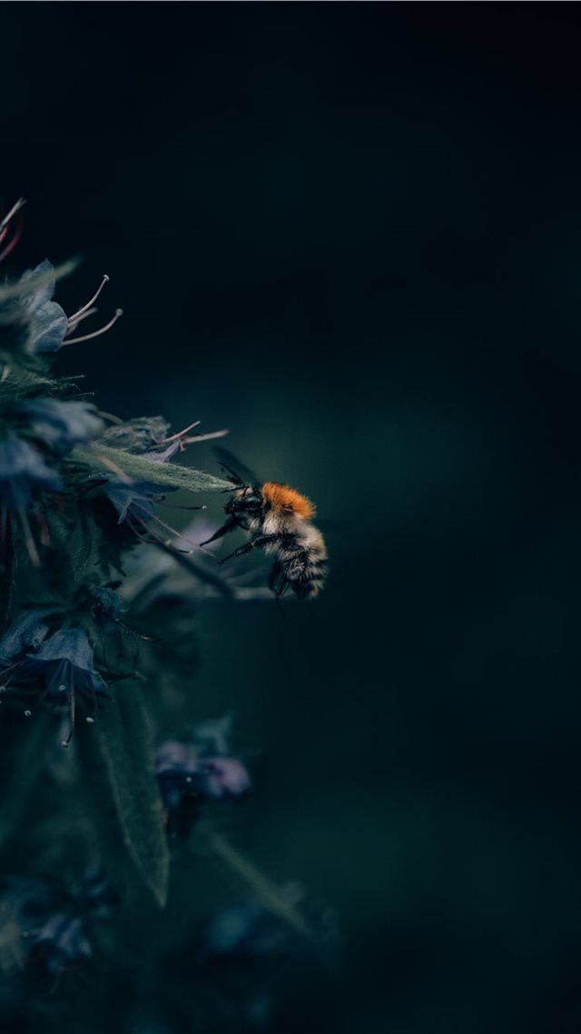 1080x1920 A Bumblebee Unlocks a Flower’s Hidden Treasure - insect iPhone 8 Wallpaper