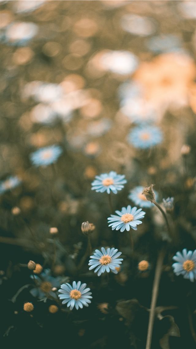 1080x1920 flower - summer iPhone 8 Wallpaper