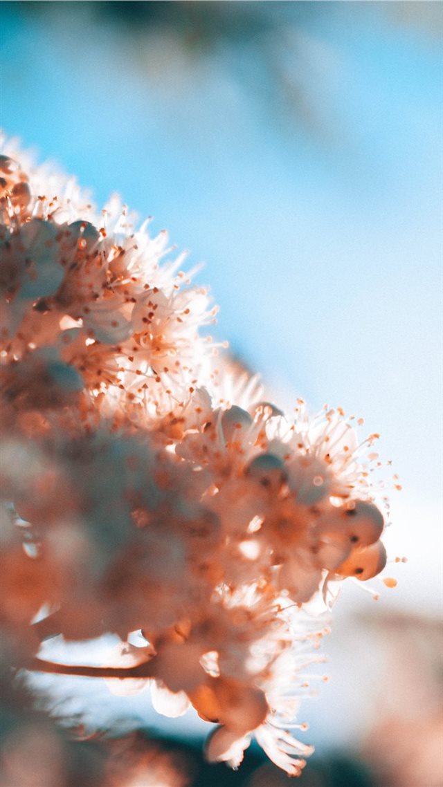 1080x1920 macro - nikon iPhone 8 Wallpaper