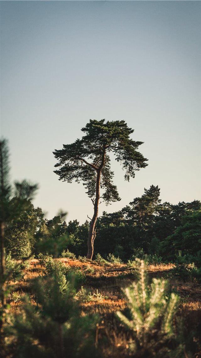 1080x1920 The lucky shot - sun iPhone 8 Wallpaper