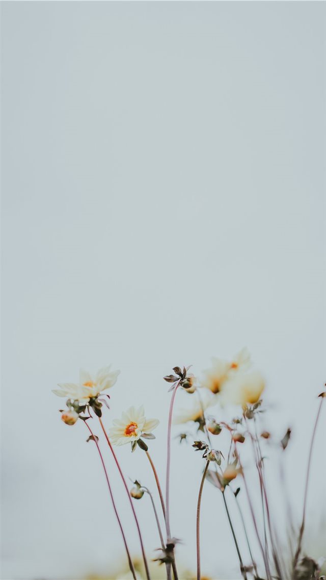 1080x1920 Pale lemon flowers with blank space - minimal iPhone 8 Wallpaper