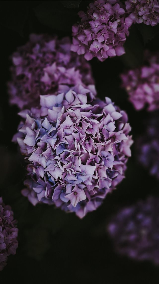 1080x1920 Hydrangea - flower iPhone 8 Wallpaper