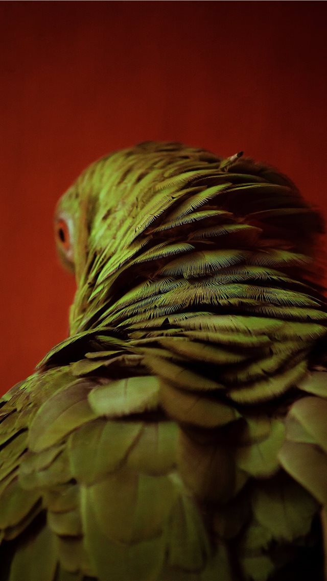 1080x1920 Plumas - color iPhone 8 Wallpaper