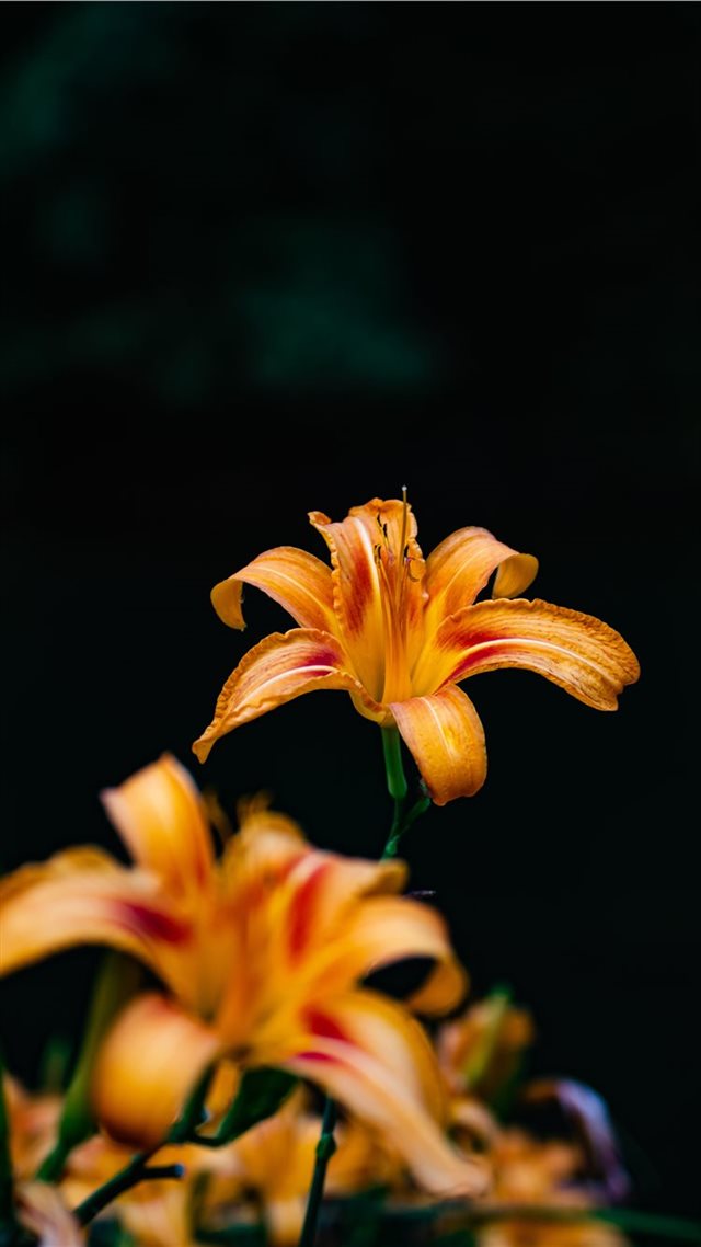 1080x1920 orange beauty - flower iPhone 8 Wallpaper