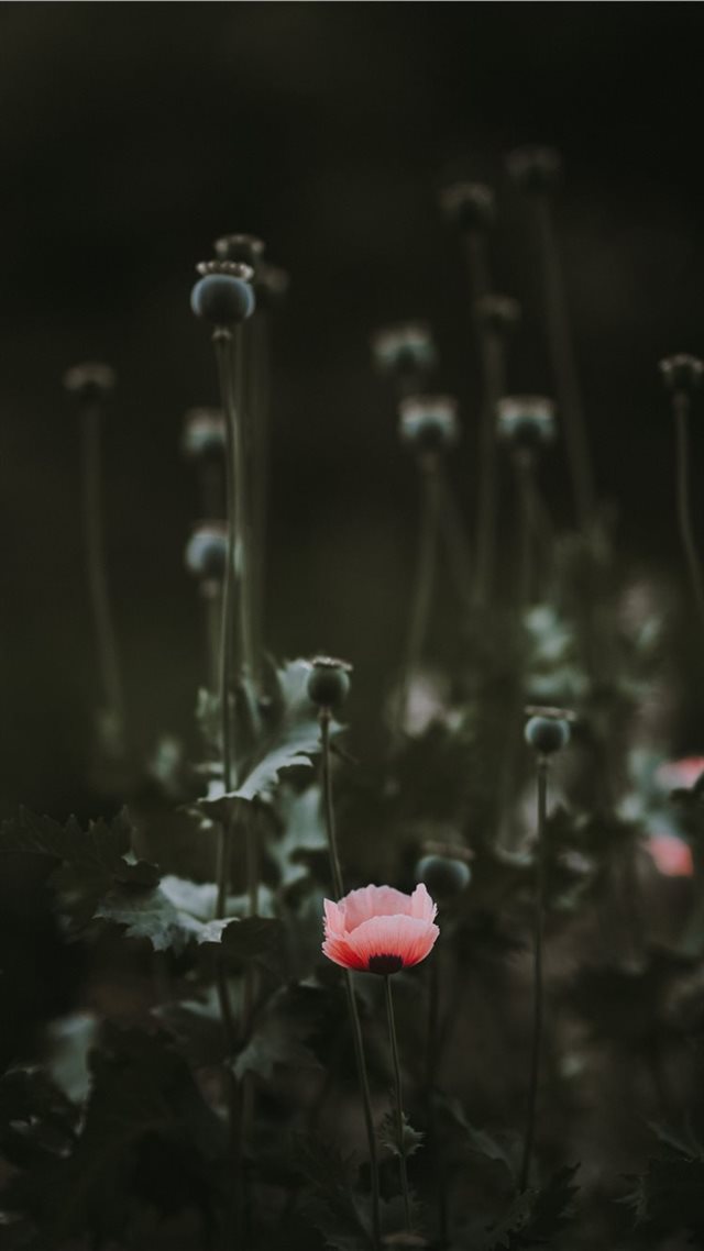 1080x1920 Pink Poppy with blank space - stem iPhone 8 Wallpaper