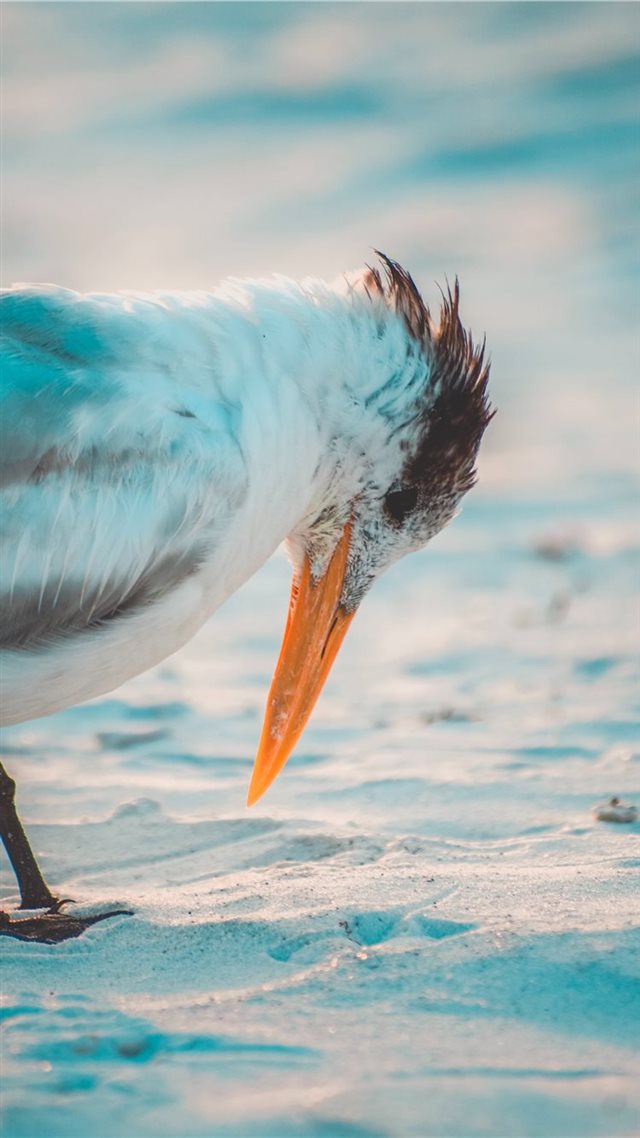 1080x1920 Birds Stare - feather iPhone 8 Wallpaper