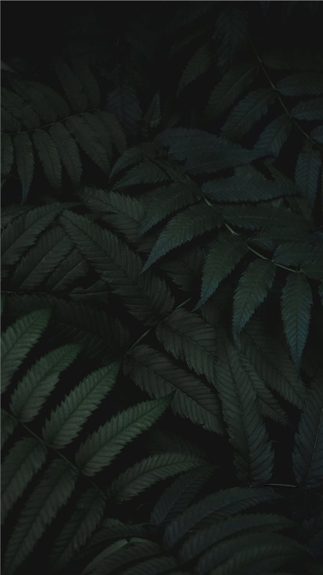 1080x1920 Mysterious Green - fern iPhone 8 Wallpaper