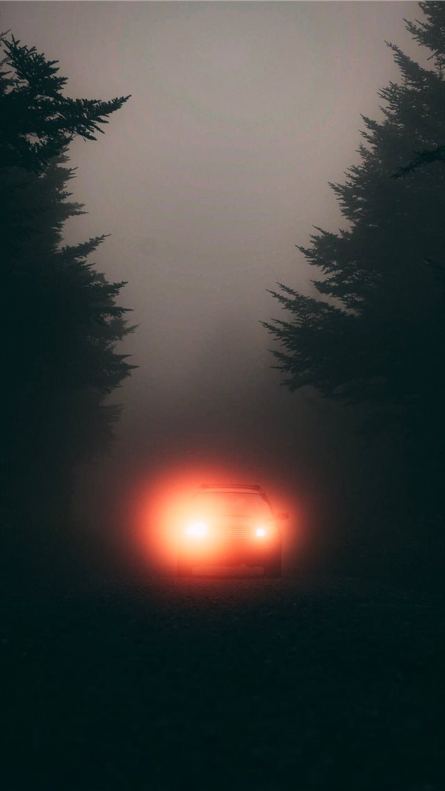 1080x1920 Brighter on the Left - forest iPhone 8 Wallpaper