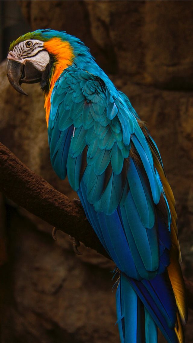 1080x1920 Parrot - wall iPhone 8 Wallpaper