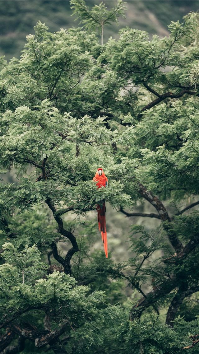 1080x1920 bird - tree iPhone 8 Wallpaper