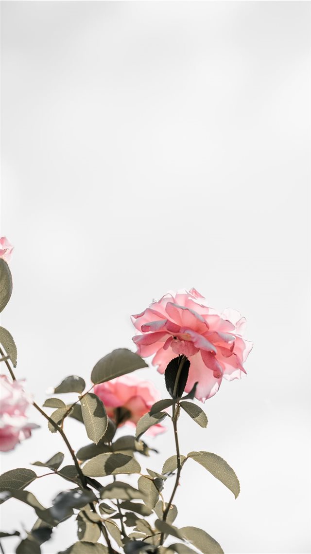 1080x1920 Pink roses with blank space  light - stem iPhone 8 Wallpaper